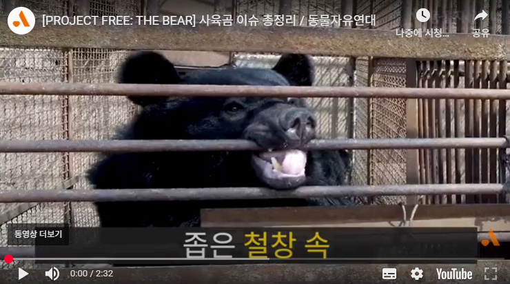곰은 공포를 기억하고, 외로움을 느낍니다
