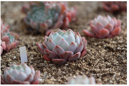 다육식물 에케베리아 종류와 관리 요령