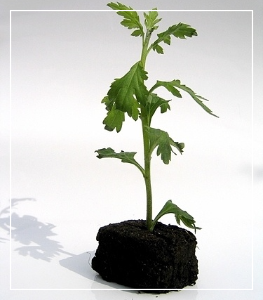 쑥갓의 영양성분