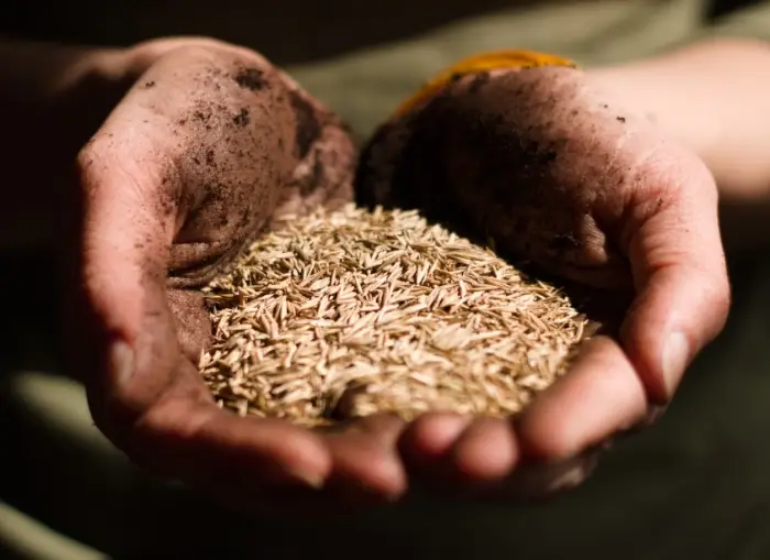 호라산밀 카무트