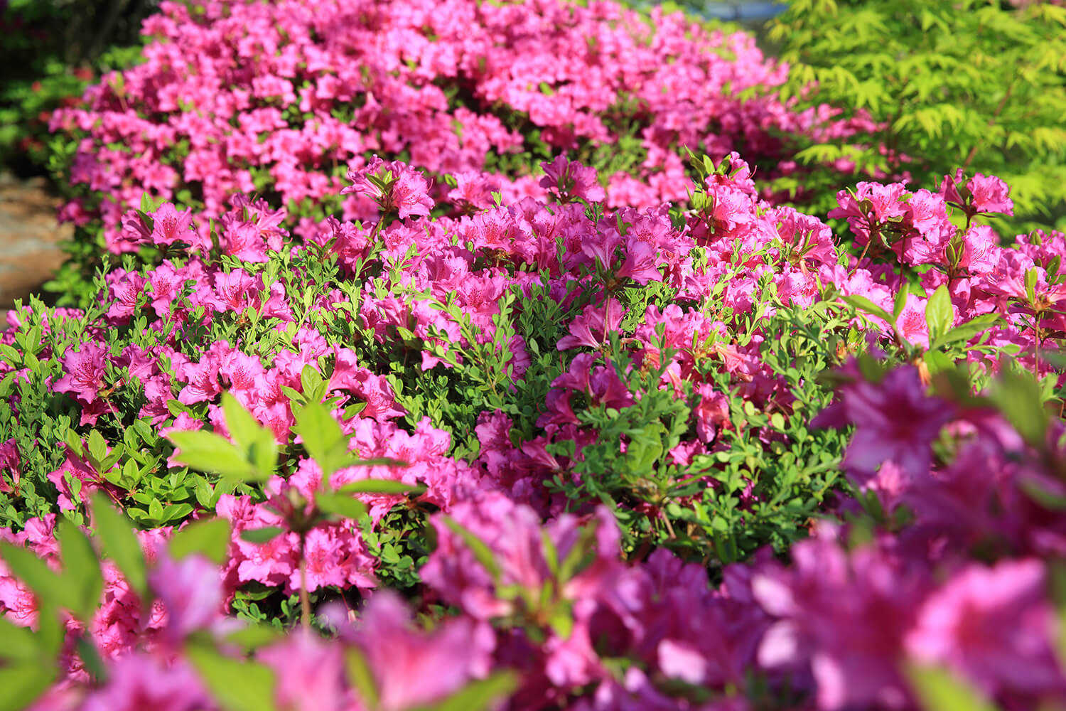 분당중앙공원 철쭉