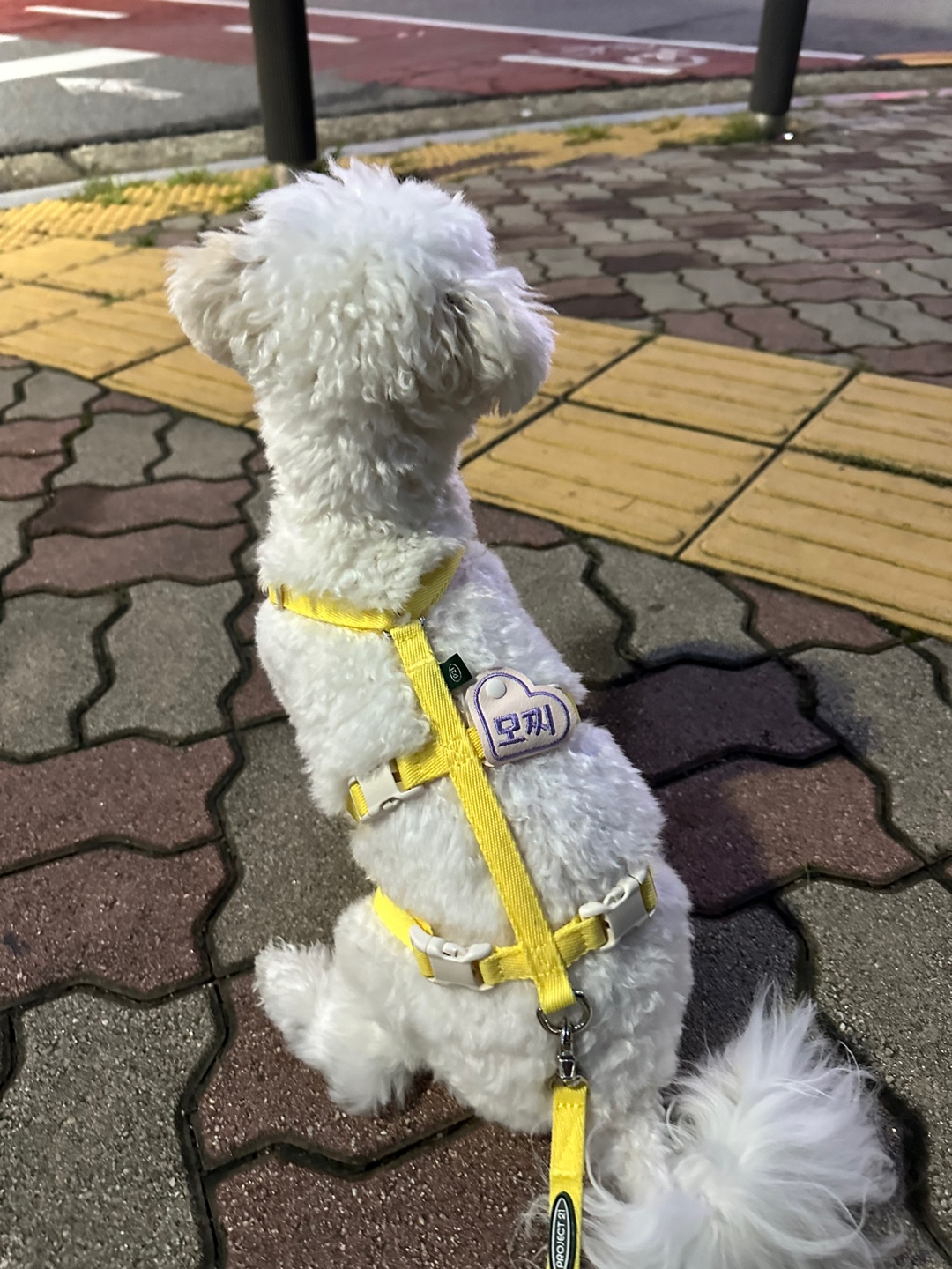 프로젝트 21 하네스를 하고 밤산책 나온 모찌