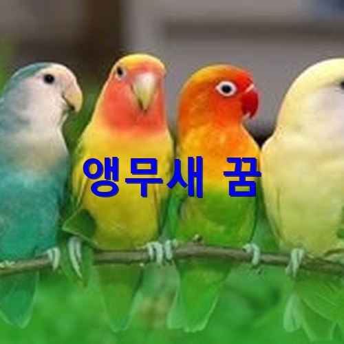 파란색-노란색-붉은색의-코뉴어-네마리가-사이좋게-나무에-앉아있는-모습