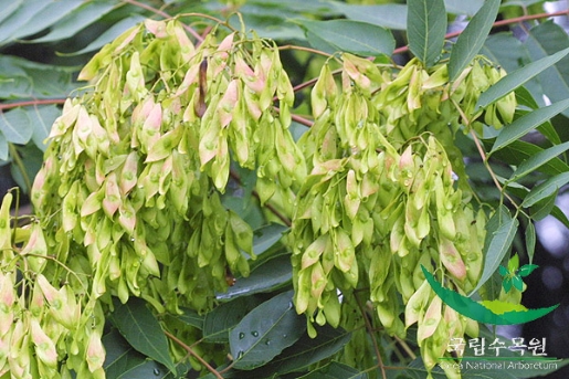 가죽나무 열매1