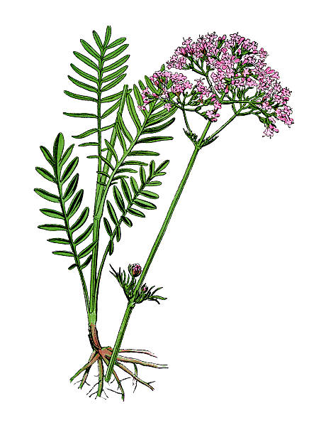 신경안정과 불면증 개선 차의 과학적 근거 발레리안 뿌리는 천연 진정제로 연구