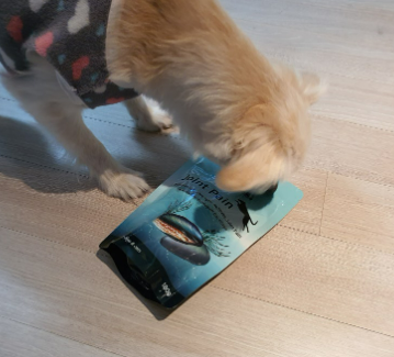 강아지 떠는 이유 6가지, 단순히 추워서가 아닙니다