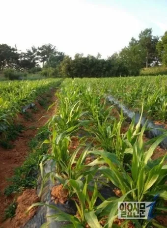 율무 재배 배수로 확보 여름 장마 대비 건조 수확_30