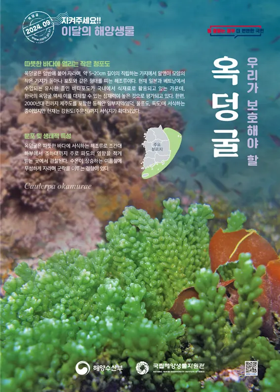 2024년 9월 이달의 해양생물 포스터