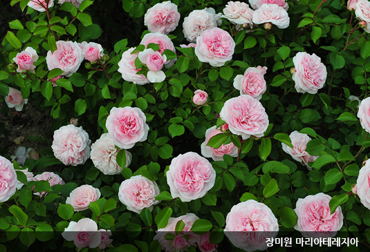 대전 한밭수목원 꽃구경