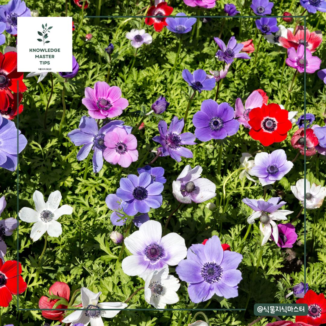 아네모네 꽃말