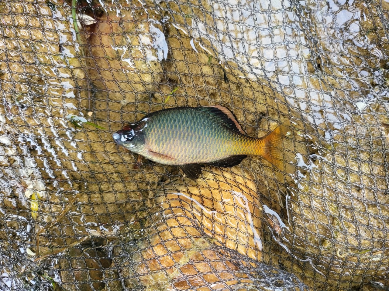 묵납자루, 멸종위기 1급 한국 고유 민물고기|탁란 생태의 신비