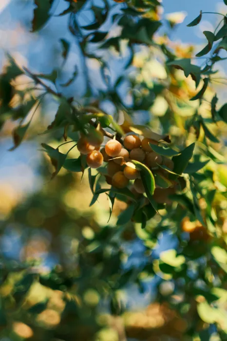 은행나무에-열린-열매