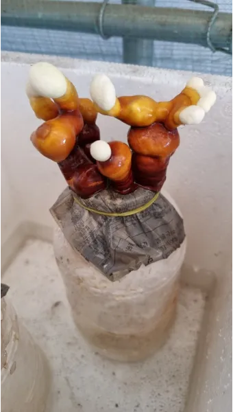 영지버섯 재배 배양 관리 온도 유지 건조 보관_12