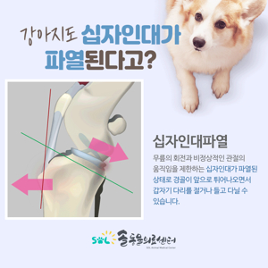 강아지 십자인대 파열: 원인, 증상, 진단, 치료