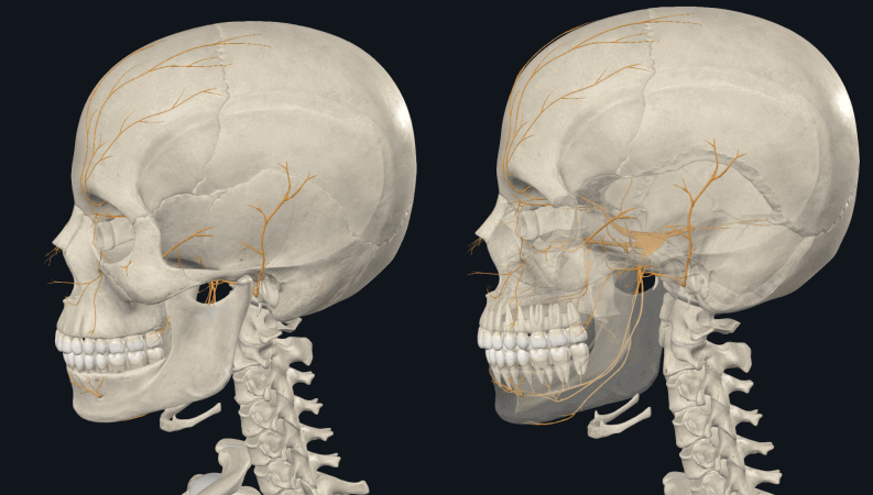 뼈에 가려진 삼차신경