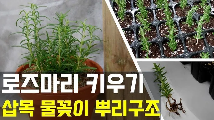 물꽂이 삽목 성공률높이기 깨끗한물 교체주기 빛관리 요령_4