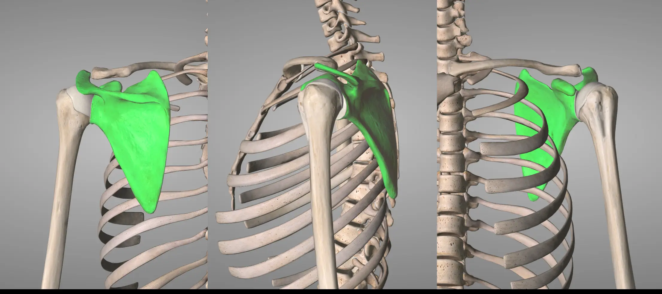 어깨 충돌 증후군(shoulder impingement symptoms): 견갑골의 위치와 견갑골 강화 운동의 효과