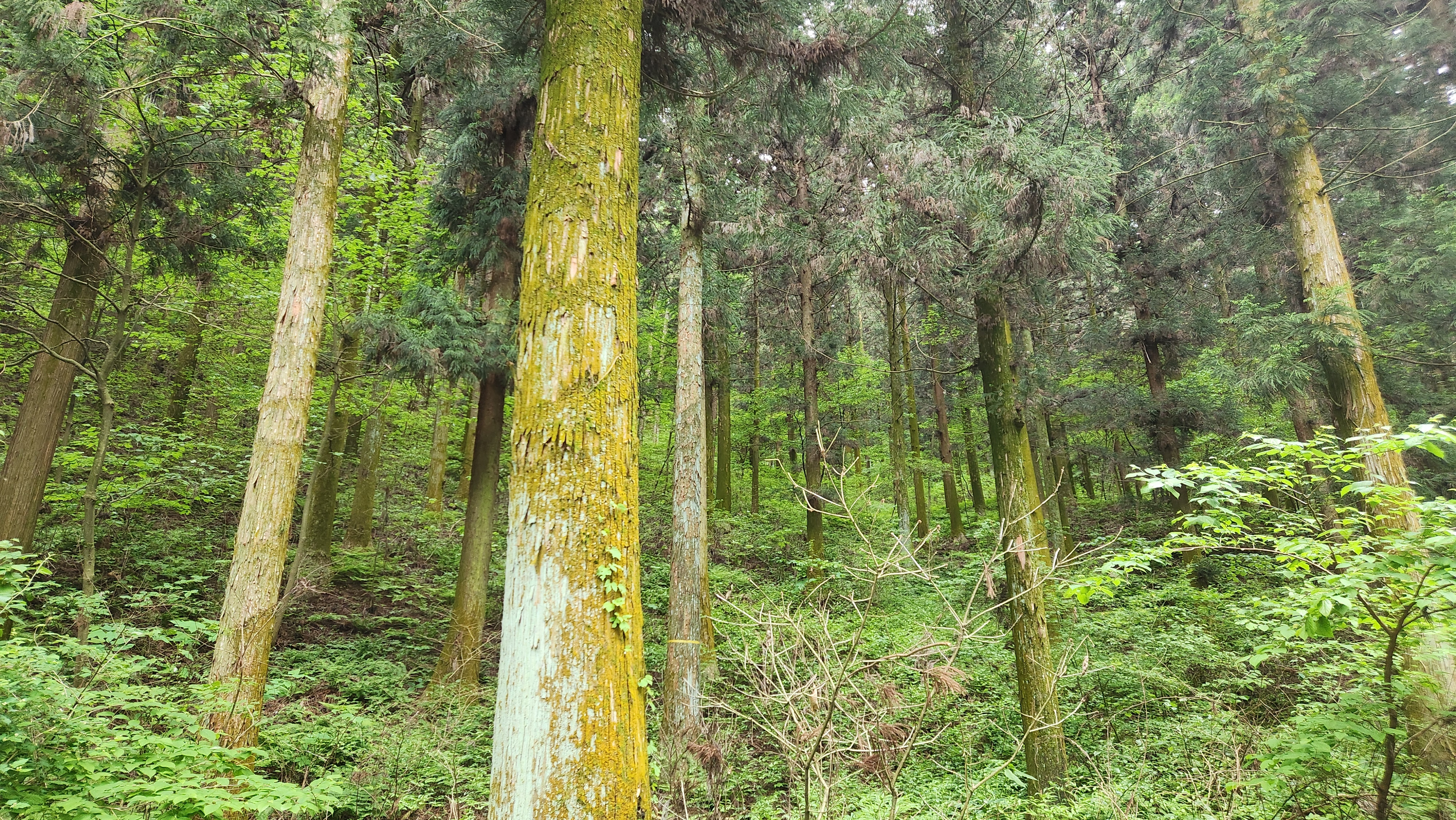 싱그러운 장성 축령산 편백나무숲