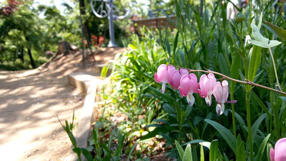 봉산·앵봉산 꽃