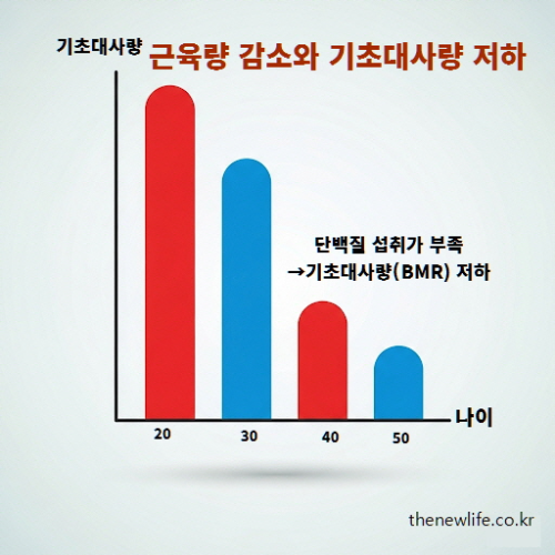 나이대별 근육량 감소와 기초대사량 저하 그래프 &ndash; 단백질 부족 증상 영향