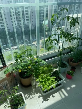 베란다 텃밭 흙 고르기 배수층 화분 선택 물주기 비료주기_3