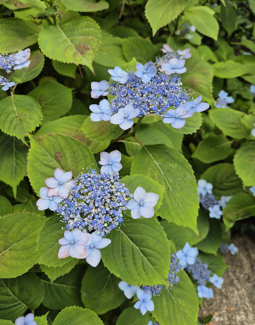 연한 파란색의 산수국이 활짝 핀 모습을 클로즈업으로 촬영한 사진. 중앙의 작은 꽃무리가 밀집해 있고, 바깥쪽에는 큰 꽃잎이 둘러싸고 있다. 꽃잎 일부는 옅은 분홍빛을 띠며, 초록빛 잎들이 배경을 이룬다.