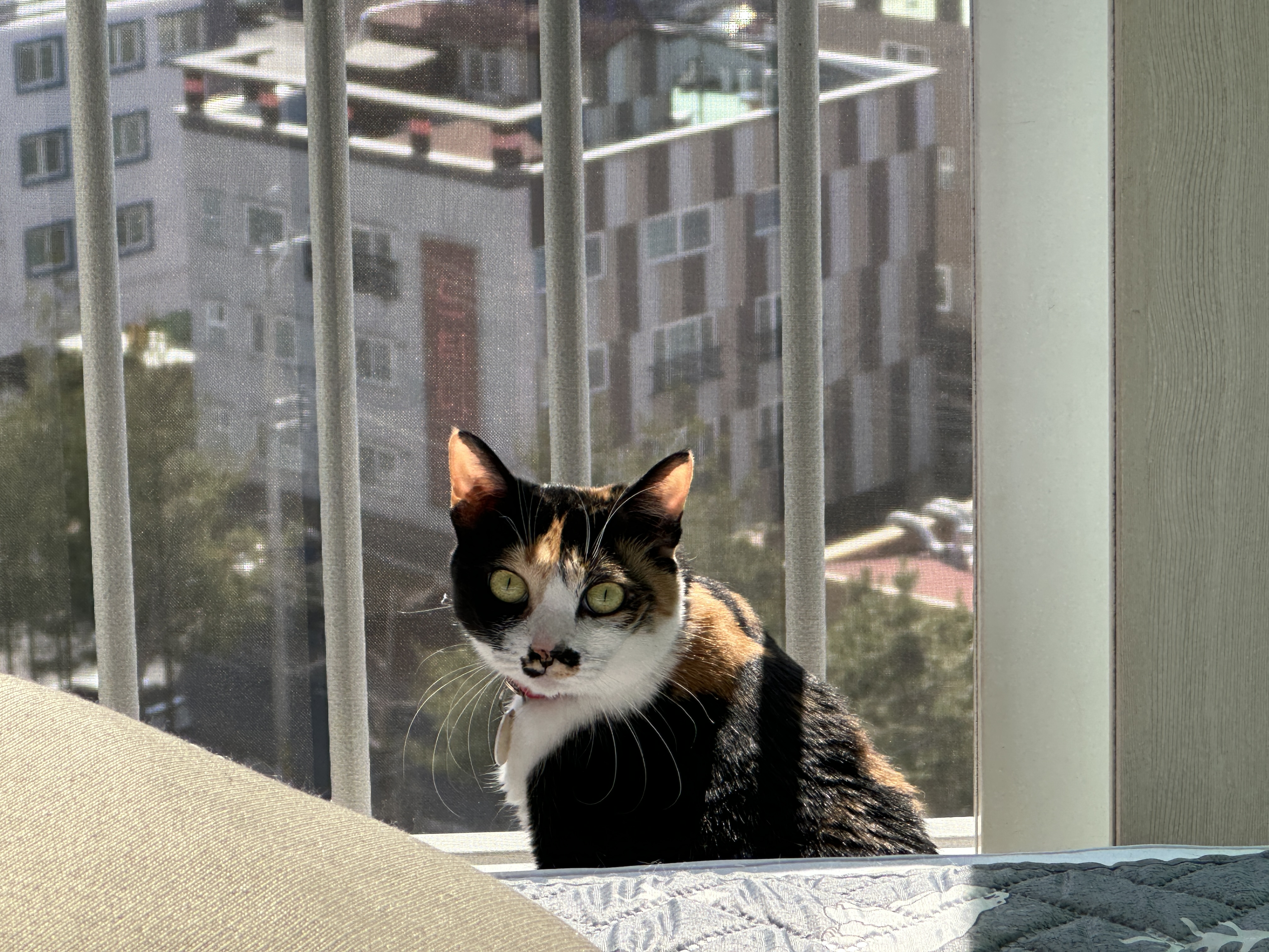 냥냥이에 햇살이 더해지면 사랑스러움 (feat. 방묘창이 꼭 필요한 이유)