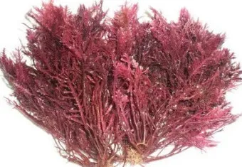 우뭇가사리 효능 부작용 먹는 법 궁합 좋은 음식 추천 정리_3