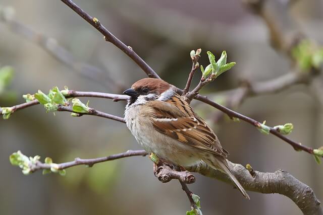 가평베고니아새정원
