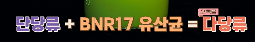 bnr17유산균 효능