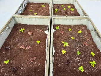 베란다 상자텃밭 상추 루꼴라 방울토마토 허브 모음 재배_13