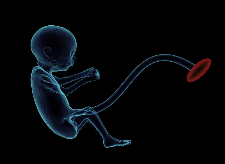 임신 중 태반의 역할과 태반 관련 질환(전치태반, 태반조기박리)