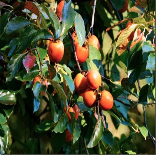 홍시의 효능 및 주요 영양소 먹는 법과 주의점