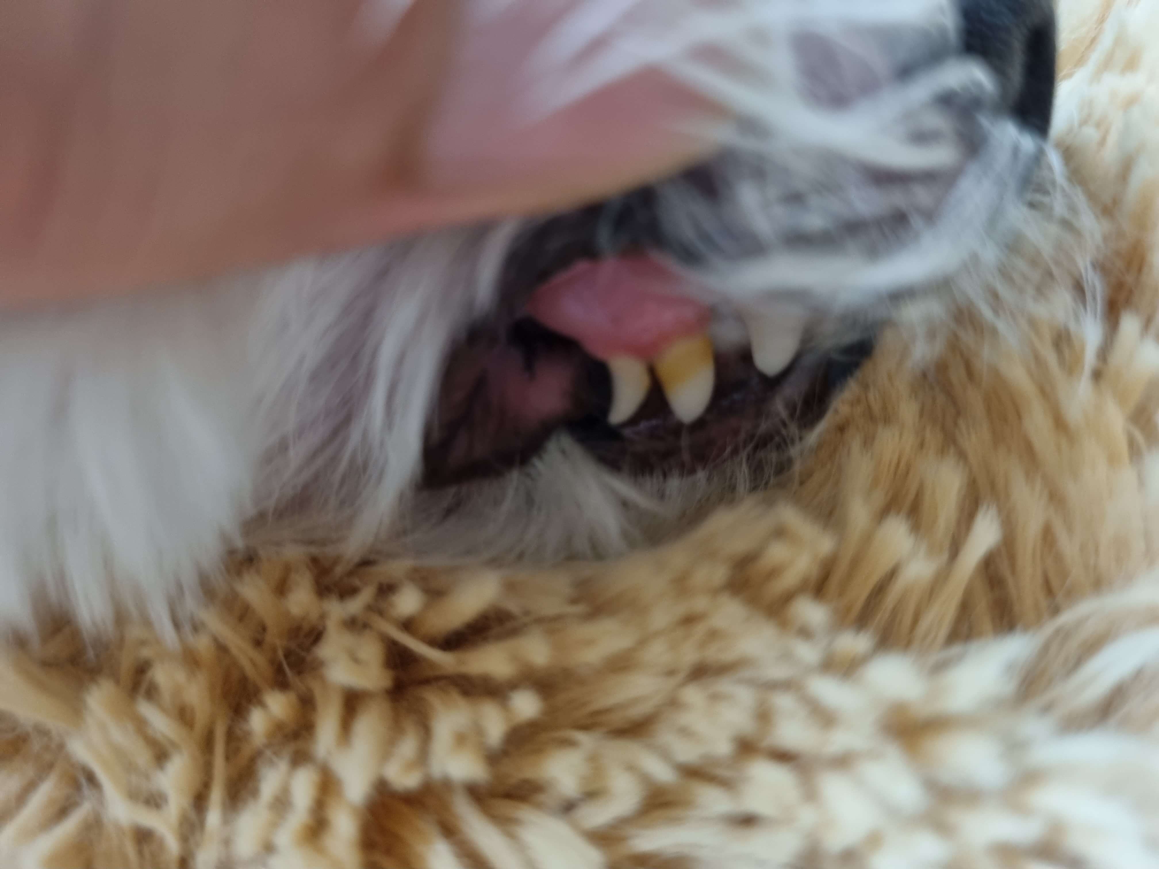 말티즈-치석-스케일링