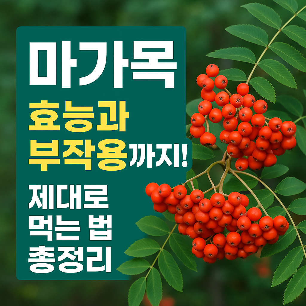 마가목효능과부작용