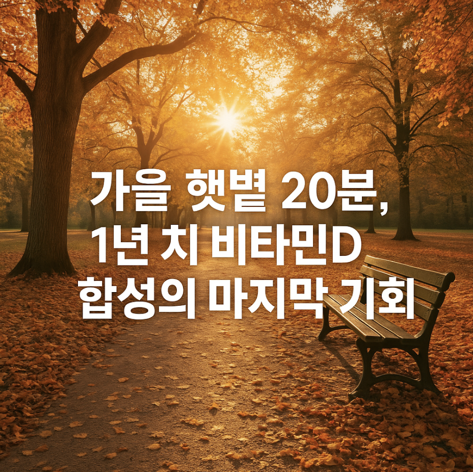 가을 햇볕 20분, 1년 치 비타민D 합성의 마지막 기회