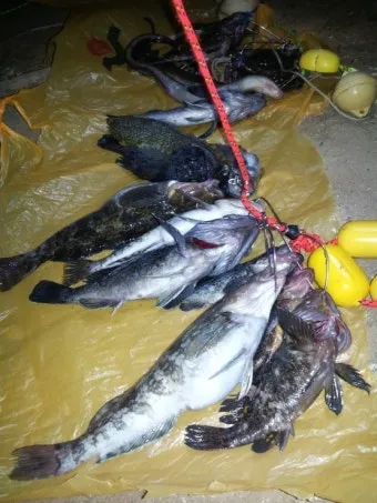 6월 제철 횟감 맛집 어디서 먹는 게 가장 맛있을까요 지역별 상세 추천_15