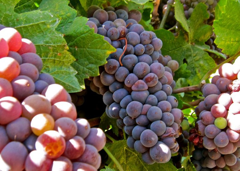 피노 그리(Pinot Grigio)