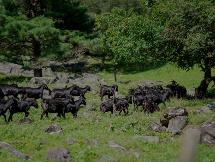 하늘마루 염소 목장 체험 안내 