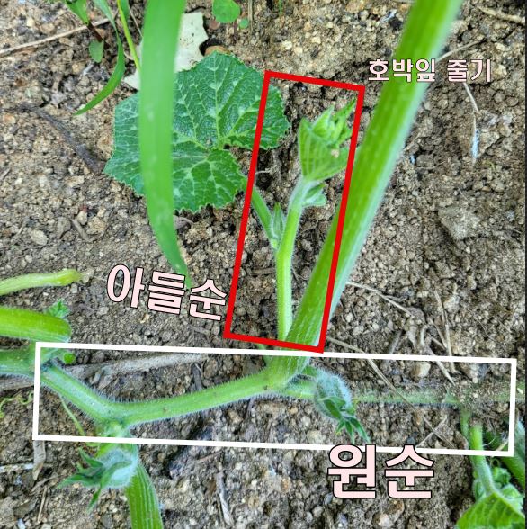 호박 아들순 모습