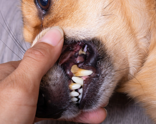 강아지 잇몸 염증&amp;#44; 왜 생기고 어떻게 관리해야 할까?