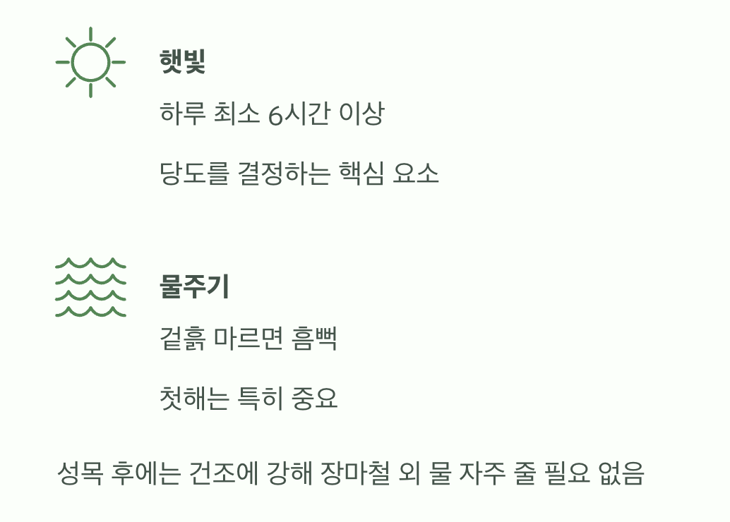 햇빛과 물&amp;#44; 가장 기본적인 관리