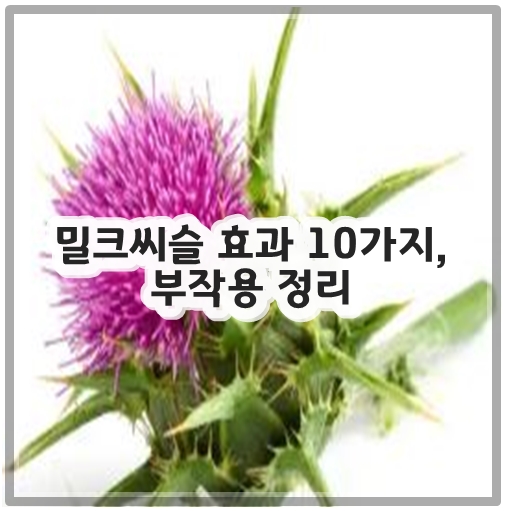 밀크씨슬 효과 10가지, 부작용 정리