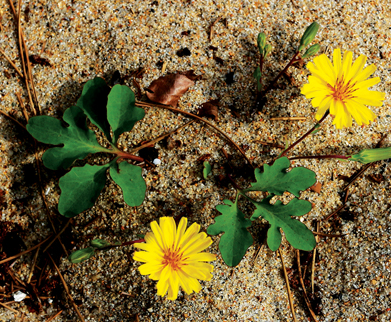 3월에 먹으면 좋은 제철 음식(봄철 음식) - 씀바귀편 (효능&amp;#44; 씀바귀가 들어가는 음식)