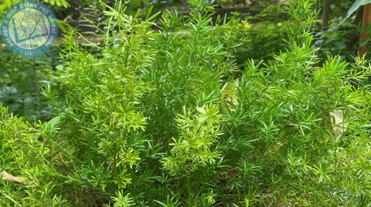 천문동 효능 및 부작용