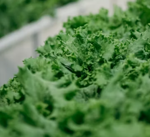 천식에 좋은 음식 영양제 식단