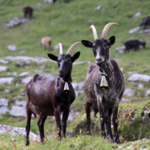 흑염소 효능 부작용