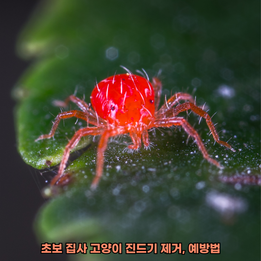 고양이진드기