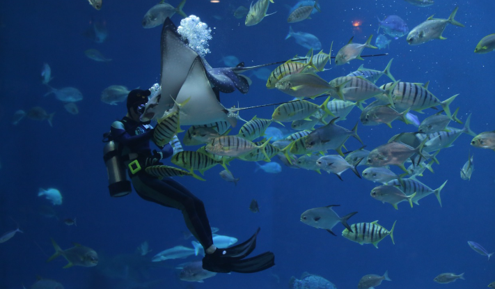 스쿠버 수족관 이미지