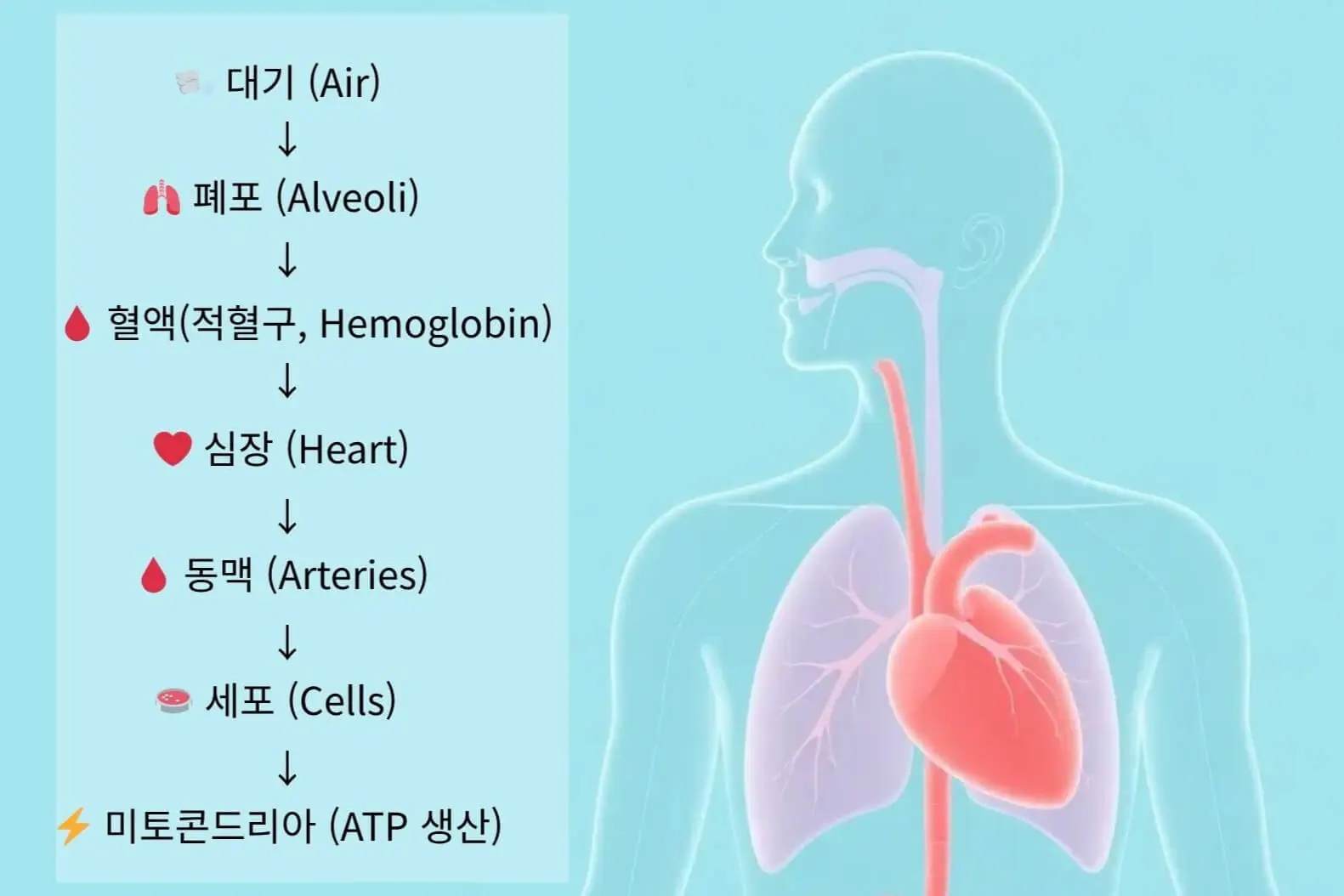 대기에서 폐포, 혈액, 심장, 동맥, 세포를 거쳐 미토콘드리아에서 ATP를 생성하는 산소 이동 경로 다이어그램
